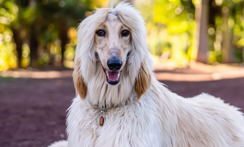 Understanding the Afghan Hound: Everything You Need to Know