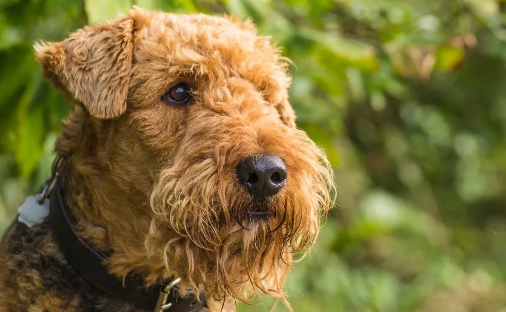 Cute Airedale terror 