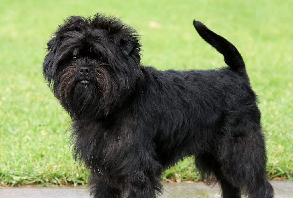 Meet the Affenpinscher