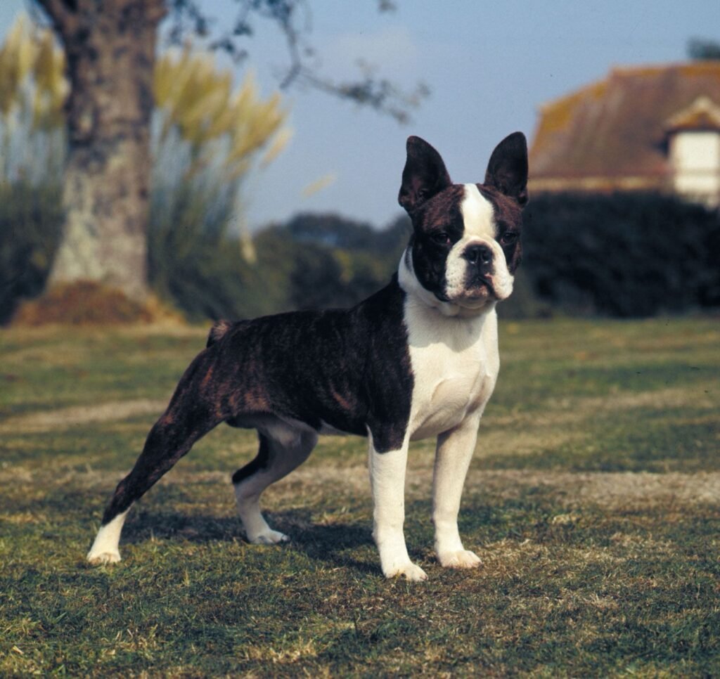 Boston Terriers MA: Your Guide to Finding the Perfect Companion in Massachusetts