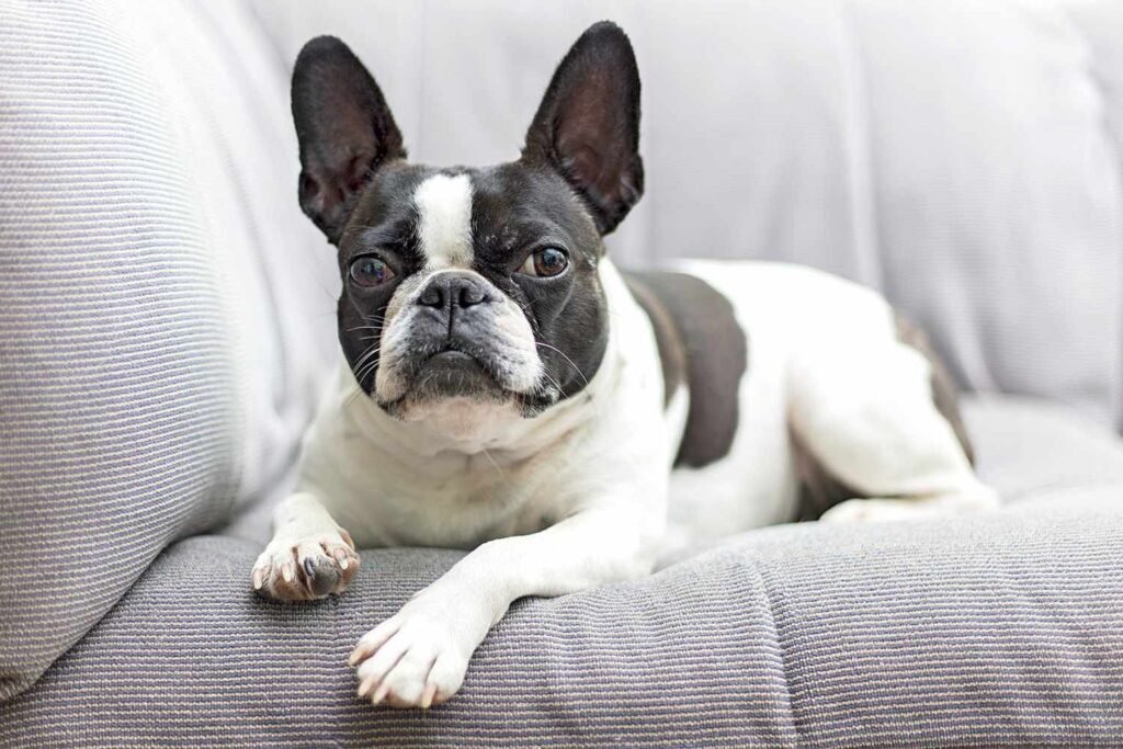 Frenchton dog 