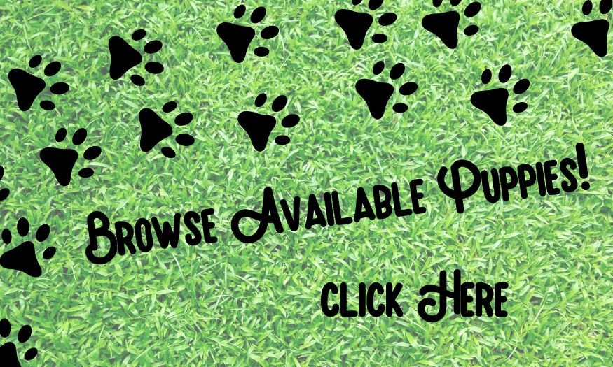 Puppies for sale online 